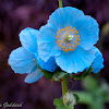 Tibetan blue poppy