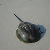 Horseshoe crab