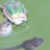Green june beetle