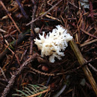 Crested coral fungus