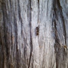 wood ant