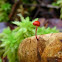 pinwheel mushroom