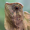 Javan Humphead Lizard