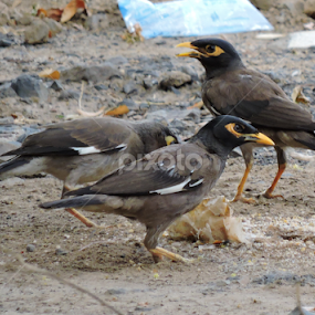 Myna by Bharat Darji - Animals Birds
