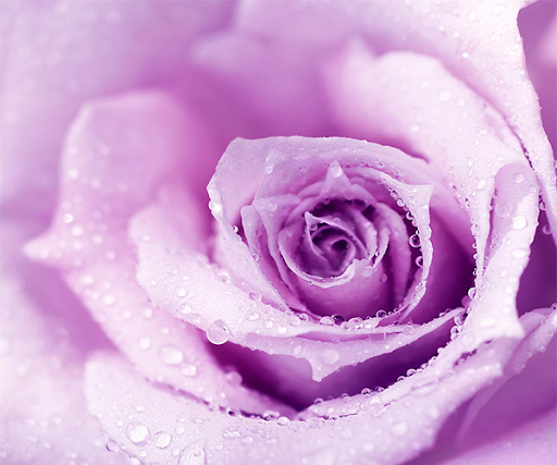 【免費個人化App】Purple Rose Live Wallpaper-APP點子