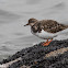 Ruddy Turnstone