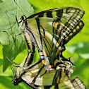 Eastern Tiger Swallowtails Mating