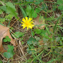 Yellow small flower