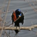 Common Grackle