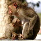The rhesus macaque