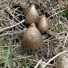 'Dung Mushroom'
