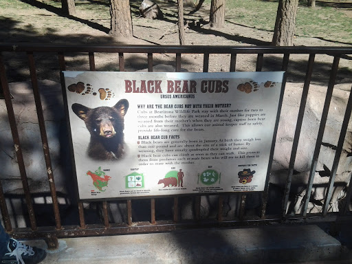 Baby Black Bears