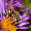 Splendid Metallic Green Bee