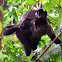 Black Capuchins