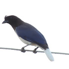 Curl-Crested Jay