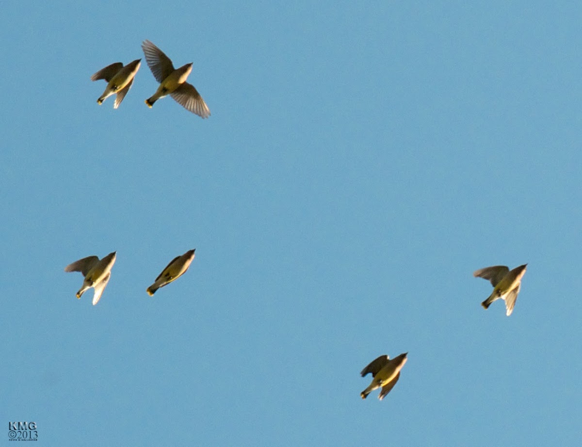 Cassin's Kingbird