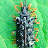 Spiky Leaf Beetle