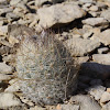 Sea-urchin cactus