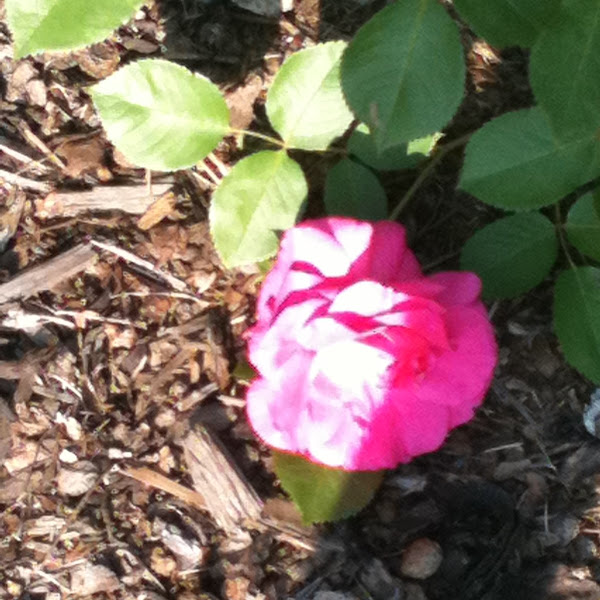 Alberta Wild rose Project Noah