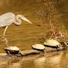 Great blue heron