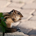 Eastern Chipmunk