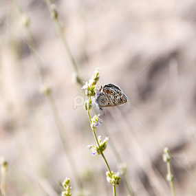 by Ejaz Ahmed - Animals Other