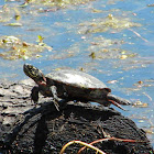 Midland Painted Turtle, male