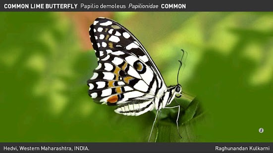 Download Butterfly eGuide APK for Android