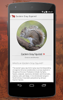 Mammals of North America Free APK صورة لقطة الشاشة #2