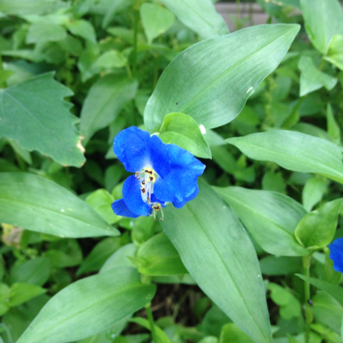 Asiatic dayflower