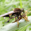 Robber fly eating a cricket