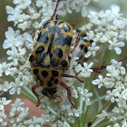 Spotted Flower Chafer
