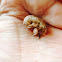 Shell of cicada larva
