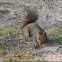 Eastern grey squirrel