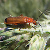 Red soldier beetle. Soldadito Rojo