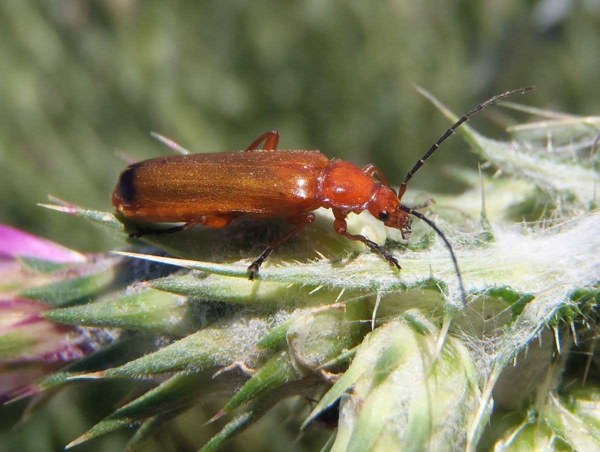 Red soldier beetle. Soldadito Rojo