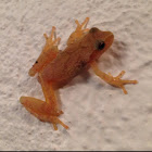 Spring Peeper