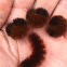 Woolly Bear Caterpillars