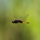 Hyacinth Glider Dragonfly
