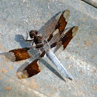 Common whitetail (male)