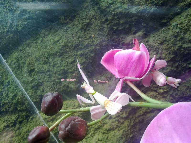 Pink Orchid Mantis