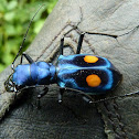 Tiger beetle