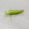 Green Duck-billed Leafhopper
