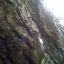 Squirrel Tree frog