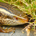 indian forest skink