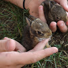 Eastern cottontail rabbit (baby)