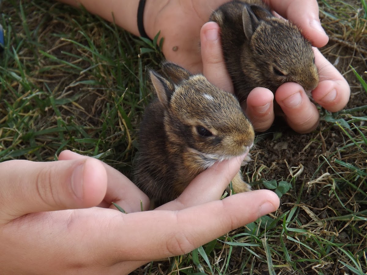 Eastern cottontail rabbit (baby)