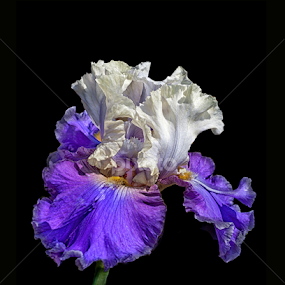 Purple and White Iris by Floyd Hopper - Flowers Single Flower