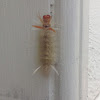 Sycamore Tussock Moth Caterpillar