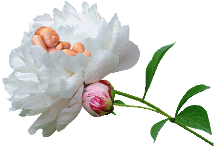 bebedentrodaflor.png